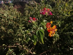 Lantana camara