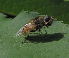 Eristalis