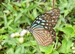 Ideopsis similis
