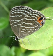 Jamides celeno aelianus