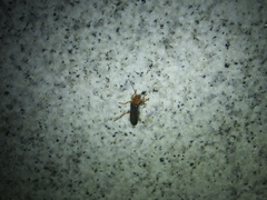 Cantharis rufa