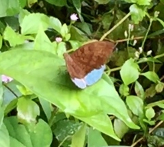 Tanaecia julii