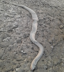 Hydrophis schistosus