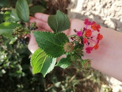 Lantana camara