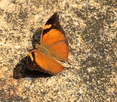 Doleschallia bisaltide bisaltide