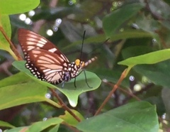 Euripus nyctelius