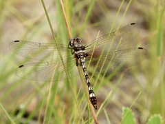 Macrothemis imitans