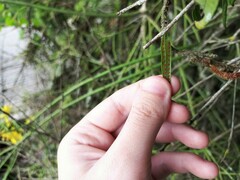 Microgramma vacciniifolia