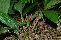 Acanthophippium sylhetense