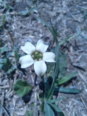 Jaborosa runcinata