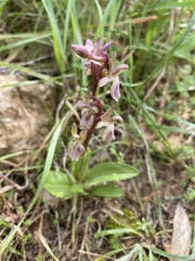 Anacamptis collina