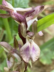 Anacamptis collina