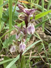 Anacamptis collina