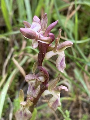 Anacamptis collina