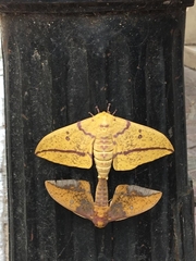 Eacles imperialis opaca