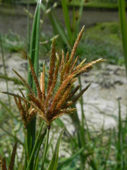 Cyperus rotundus