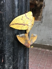 Eacles imperialis opaca