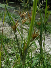 Cyperus rotundus