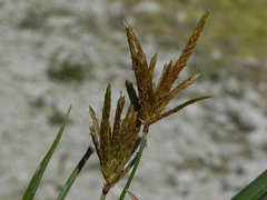 Cyperus rotundus