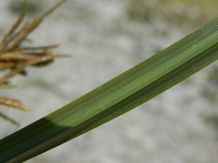 Cyperus rotundus