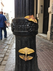 Eacles imperialis opaca