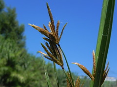 Cyperus rotundus