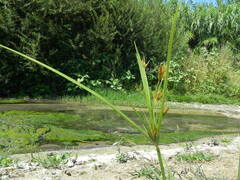 Cyperus rotundus