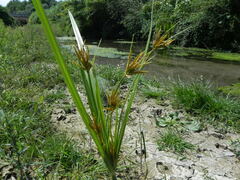 Cyperus rotundus