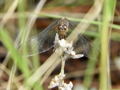 Erythrodiplax atroterminata