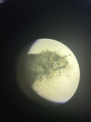 Penicillium chrysogenum