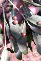 Belonocnema treatae