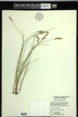 Carex prairea