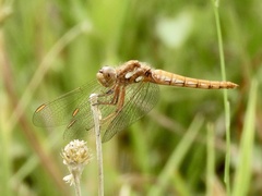 Sympetrum gilvum
