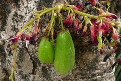 Averrhoa bilimbi