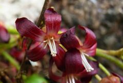 Averrhoa bilimbi