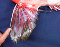 Cookeolus japonicus
