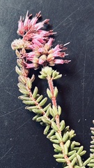 Erica dispar