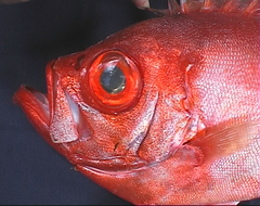 Cookeolus japonicus