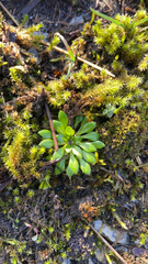 Draba verna