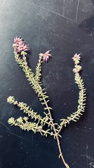 Erica dispar
