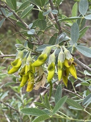 Anagyris foetida