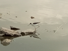 Himantopus himantopus