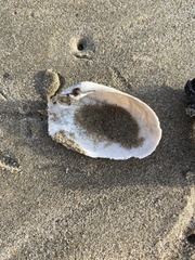 Platyodon cancellatus