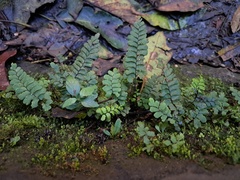 Adiantum diaphanum