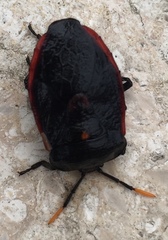 Dinidor impicticollis