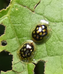 Plagiometriona microcera