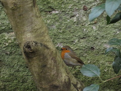 Erithacus rubecula