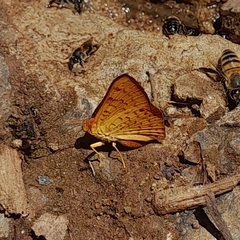 Emesis russula