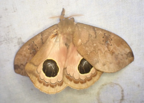 Pseudautomeris lata