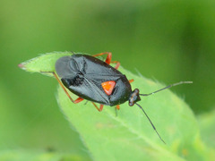 Deraeocoris ribauti